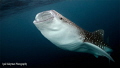   Coming up...Whale shark up... up  